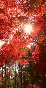 秋天唯美红叶红枫光影 阳光穿过树叶竖屏