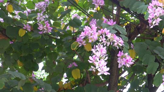 花树，紫荆花，紫花白花