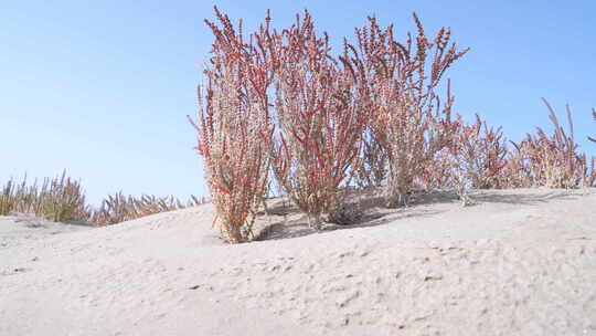 新疆秋天沙漠植被4K素材