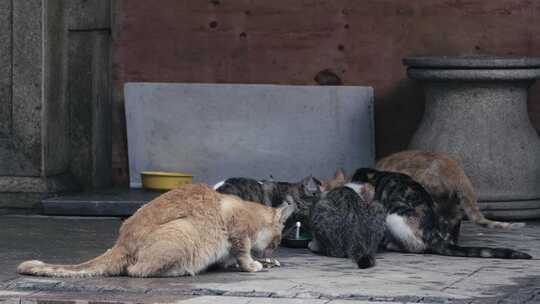 一群正在进食的流浪猫