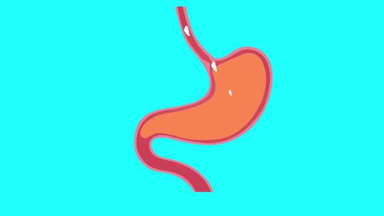 肠胃消化道吸收动画
