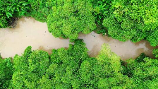 亚马逊森林中的河流