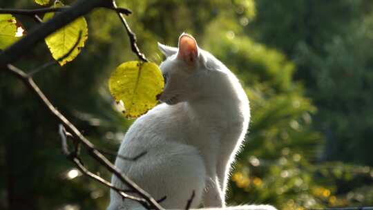 白猫特写 户外猫 自由自在的猫 树枝上的猫