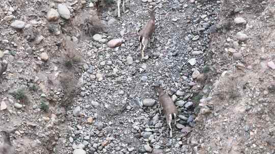 甘肃洪水河峡谷航拍