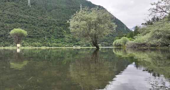 西藏波密岗云杉林景区航拍