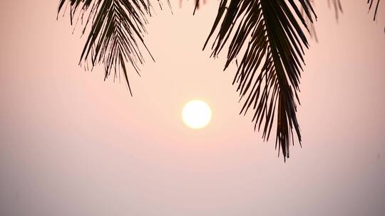 椰子树叶子和日落