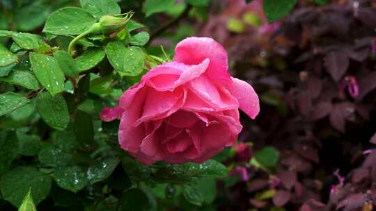 春天下雨天的玫瑰花特写，花朵的雨滴水滴