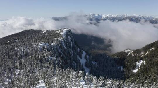 加拿大长满松树的雪山