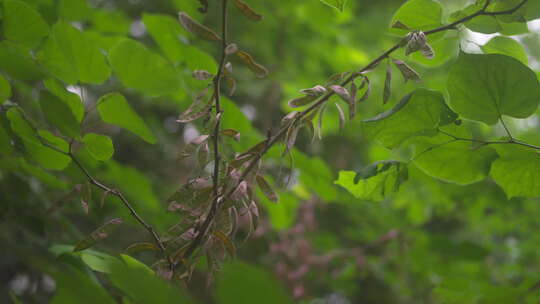 大自然 绿色植物 夏天