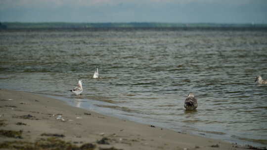 海鸥和海鸟在岸边