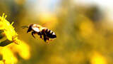 蜜蜂采蜜特写镜头高清在线视频素材下载