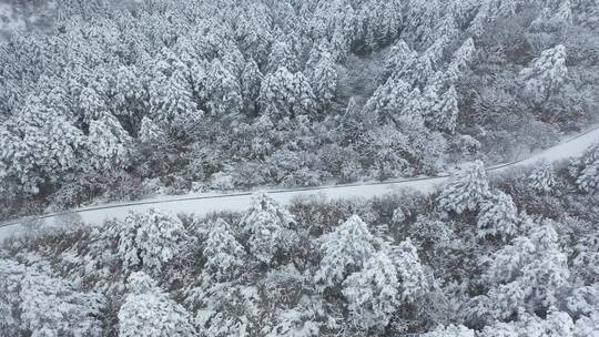 航拍湖北神农架冬季冬天云海冰雪雪松雪景