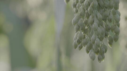 大黄米种植LOG糜子特写LOG