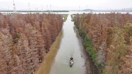 中国广东省珠海市斗门区白蕉镇水杉