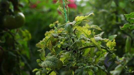 西红柿 番茄 蔬菜大棚 蔬菜 农民干活