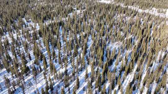 白雪覆盖的地面上的树木