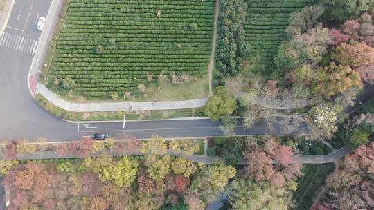 旅游景区杭州西湖龙井茶叶景区