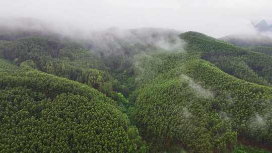 航拍森林自然风景云雾