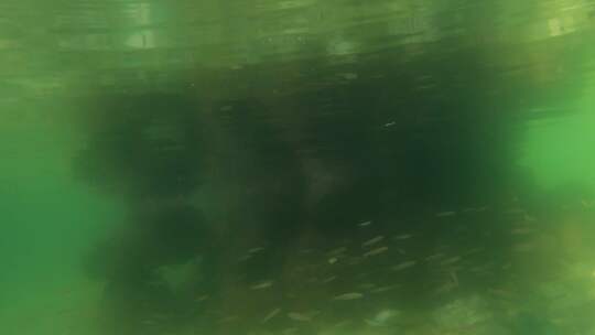 水下鱼群 水里的鱼儿 水下拍摄