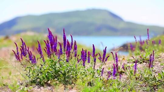 湖边的紫花随风飘动
