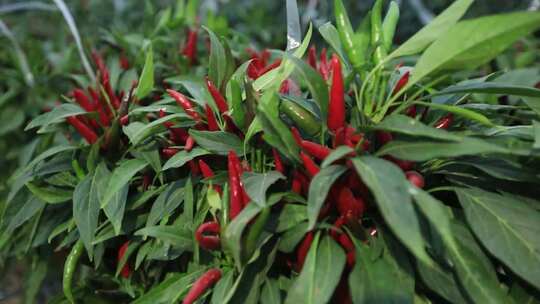 蔬菜栽培技术 胡萝卜 辣椒 瓜果 乡村振兴