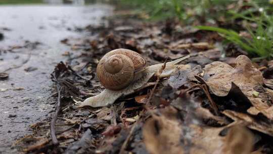 雨后地面上的蜗牛爬行