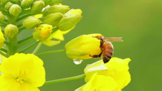 春天的清晨蜜蜂在油菜花上采蜜特写