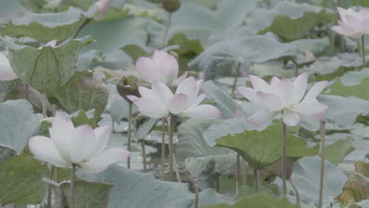 荷花荷叶夏季荷花4K slog3实拍素材