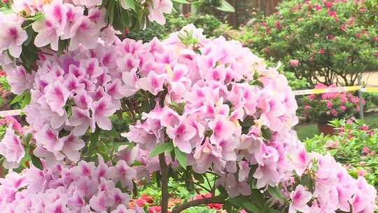 杜鹃 百合 花卉 花市广州