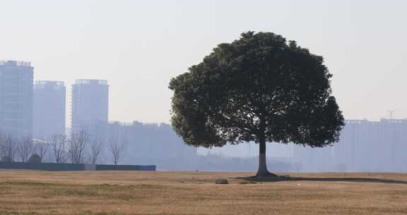 湖边开阔草地上一棵孤独的树后的城市远景