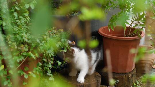 户外花园玩耍的可爱小猫咪合集4k视频素材