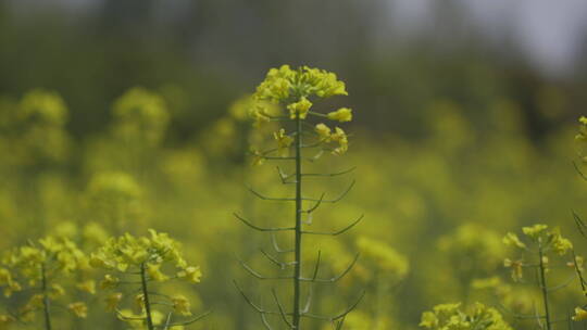 油菜花菜花