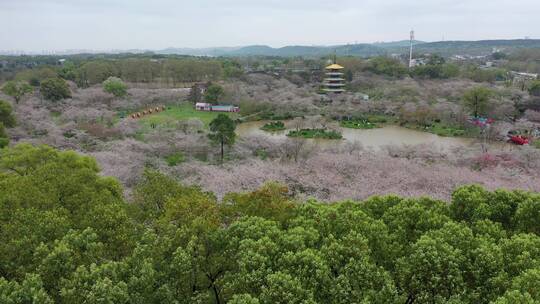 航拍武汉东湖樱园樱花春季东湖风景区