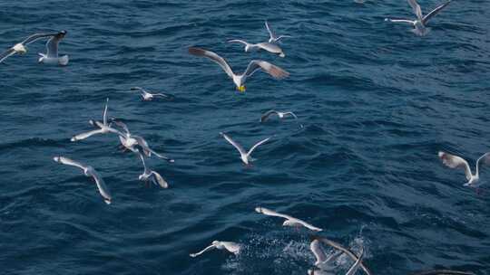 海鸥在海面飞翔升格