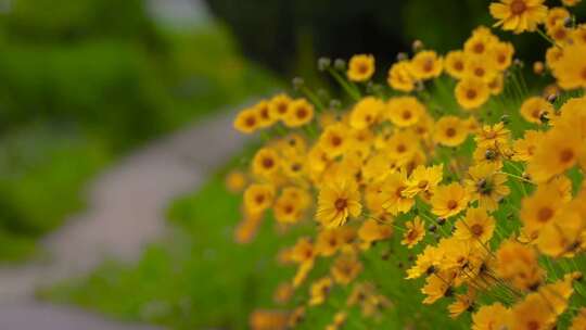 花朵花簇草丛中