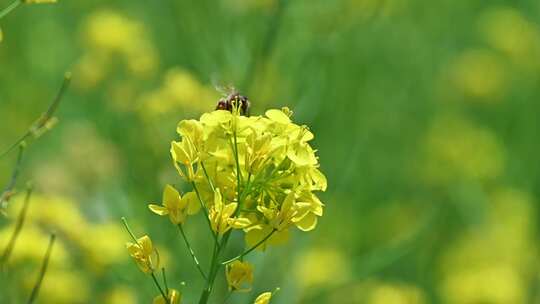 春天盛开的黄色油菜花与采蜜蜜蜂满画幅特写