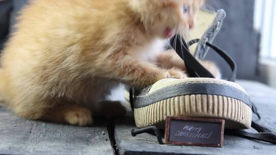 小猫玩鞋子视频素材模板下载