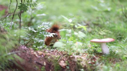森林蘑菇松鼠觅食治愈童话