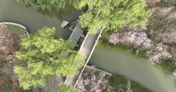 洛阳隋唐遗址植物园开元大道春天公园道路