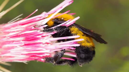 蜜蜂在花蕊上采蜜