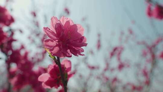 春花碧桃花开