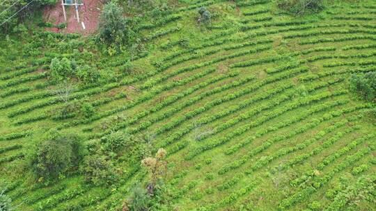 【精品】茶树茶山茶园