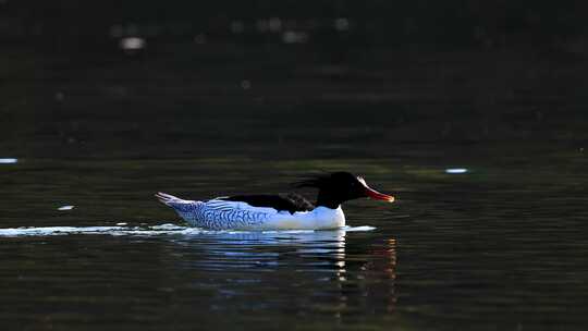 中华秋沙鸭抓泥鳅、一级保护动物中华秋沙鸭