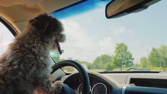 一名专注的狗司机开车穿过美国郊区