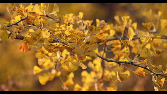 落叶金秋银杏满地黄叶金秋树叶梧桐叶