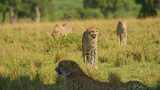 猎豹，领域，Safari，野生高清在线视频素材下载