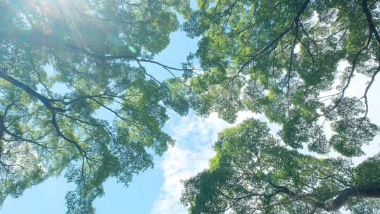 夏天阳光仰拍树林树技