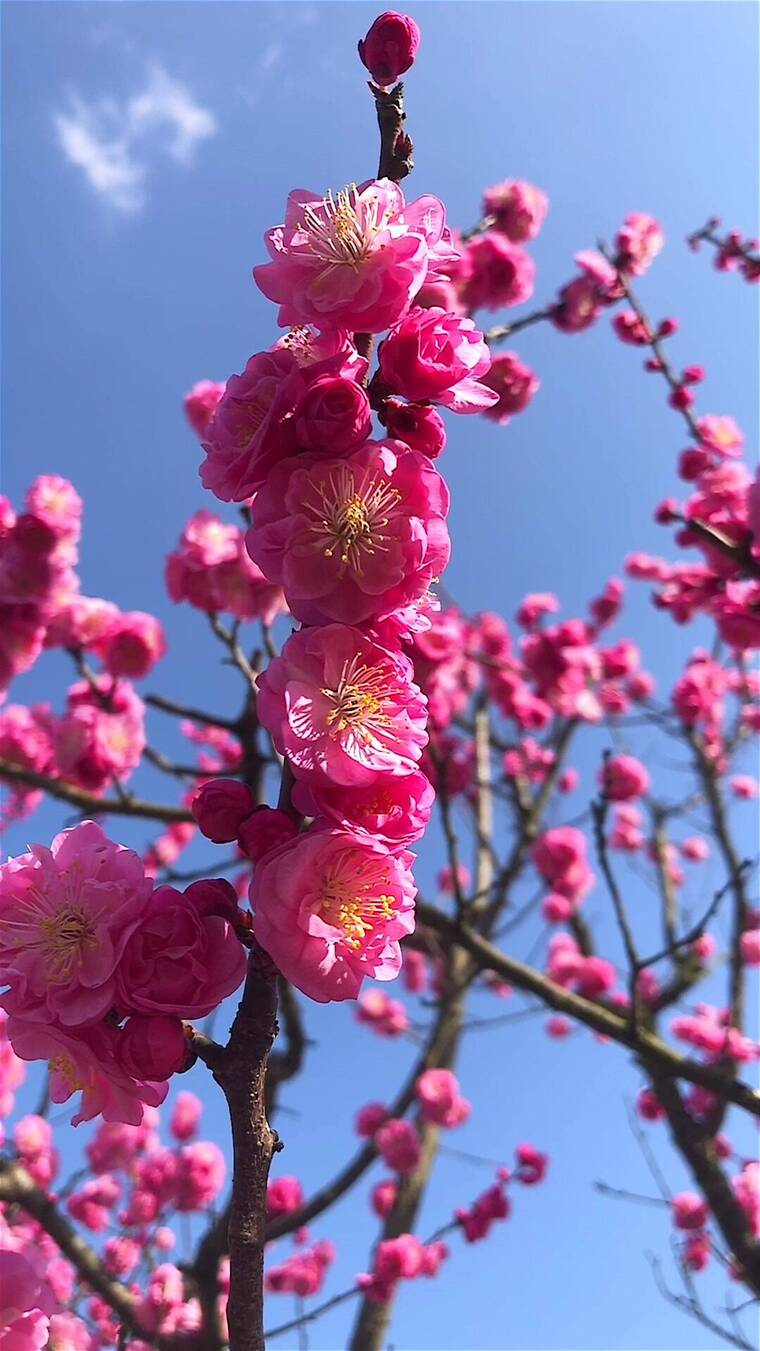 春季红色梅花景观
