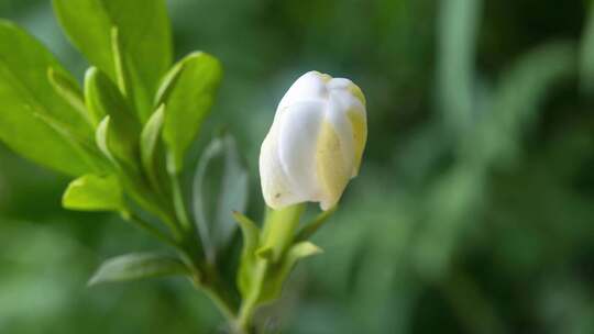 4K栀子花花开延时花开合集