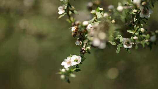 新西兰Manuka麦卢卡花丛 蜜蜂在花上采蜜